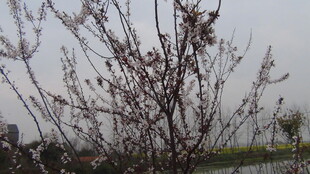 枝头稀疏的光秃树木景象