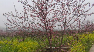 雾中桃枝伴金黄油菜花