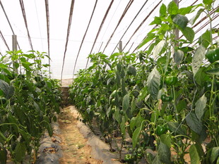 温室中繁茂的辣椒植株