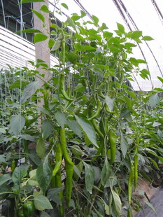 温室中的辣椒植株