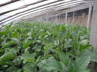 温室中的茂盛绿色蔬菜