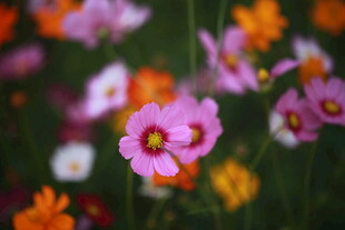 多彩花卉绽放美丽瞬间