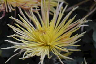 黄色丝状菊花特写