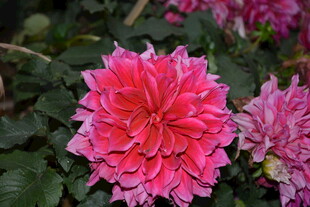 娇艳大丽花绽放