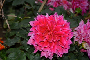 娇艳大丽花绽放