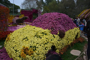 多彩菊花造型景观