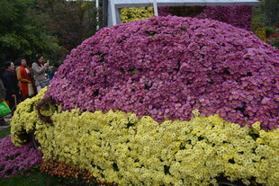 多彩菊花堆成绚丽花堆