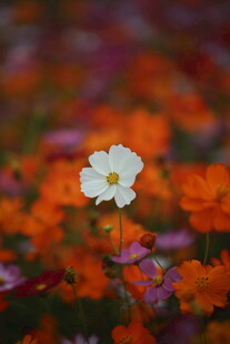 花丛中绽放的白色小花