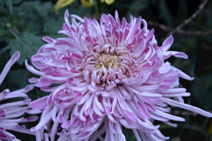 粉紫色菊花特写