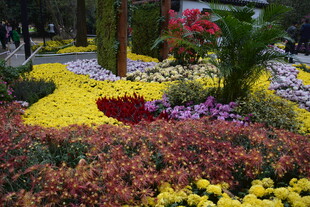 多彩花卉装点美丽花园