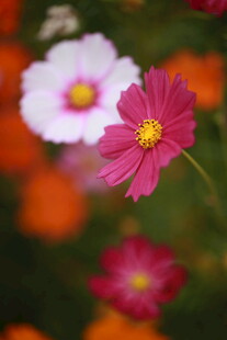 娇艳波斯菊绽放于花丛中