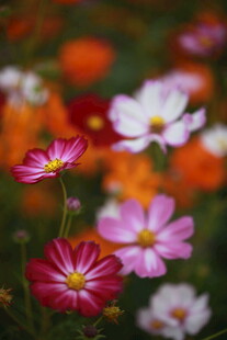 多彩格桑花绽放