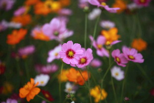 缤纷花海中的多彩小花