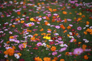 缤纷落花铺满翠绿草地
