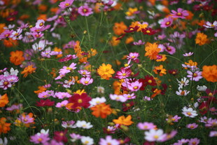 缤纷花海 绽放多彩魅力