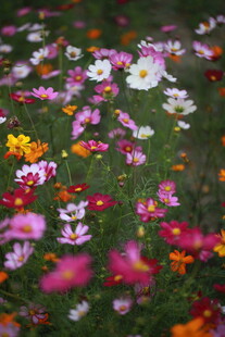 缤纷野花铺满翠绿草地