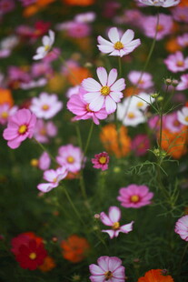 缤纷多彩的烂漫花卉世界