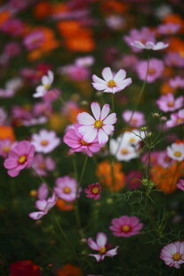 缤纷格桑花绽放的美景