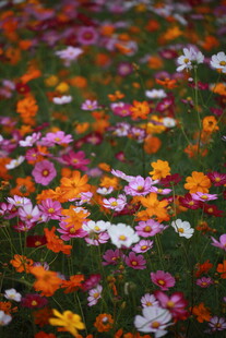 缤纷花海绽放美丽瞬间