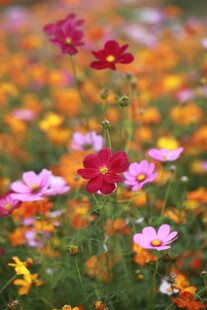 缤纷格桑花绽放的美景