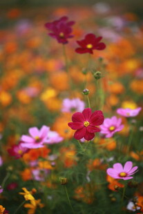 缤纷格桑花绽放的美景