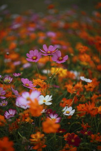 多彩野花绽放的美丽图景