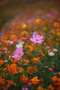 缤纷花海绽放美丽瞬间