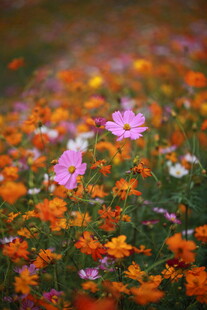 缤纷花海中的娇艳小花
