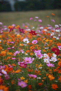 多彩格桑花绽放的花田