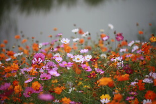 多彩花海绽放湖畔
