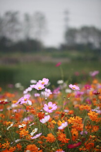 多彩格桑花田醉人心
