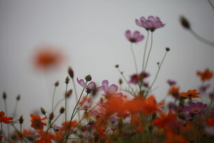 多彩野花绽放于朦胧背景