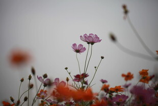 多彩野花绽放于画面中