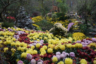 多彩菊花绽放园林