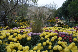 多彩菊花绽放美丽花园