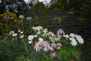 花园中的多彩花卉景观