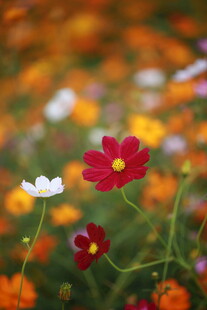 多彩格桑花绽放的美丽