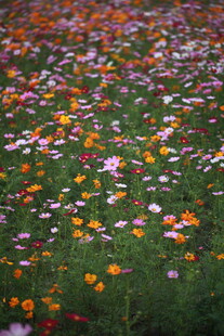 五彩斑斓的野花盛放场景