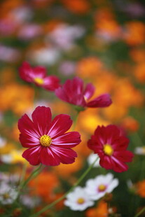 多彩波斯菊绽放美景