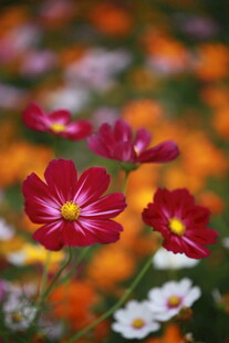 多彩波斯菊绽放美丽瞬间