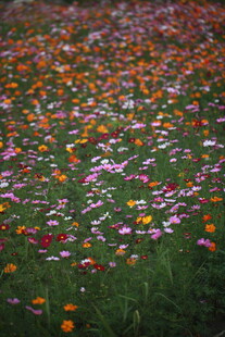 缤纷花海 绽放自然之美