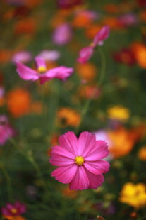 娇艳波斯菊绽放于花丛中