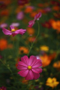 娇艳波斯菊绽放花丛中
