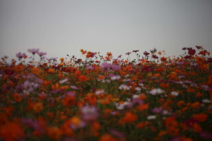 花海烂漫 绽放自然之美