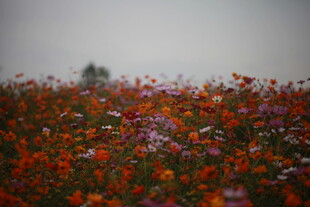 花海烂漫 色彩绚丽的景致