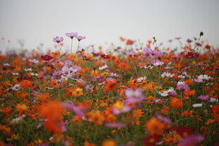 绚烂花海绽放迷人色彩