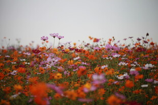 花海烂漫 多彩花卉绽放