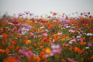 绚烂花海 绽放自然之美