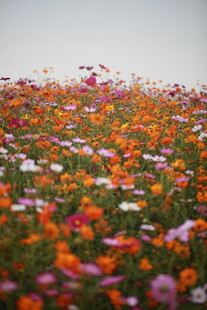 多彩花海绽放美丽瞬间