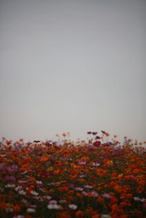 花海烂漫 绽放自然之美